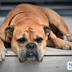 Oyé oyé, autrices et auteurs*