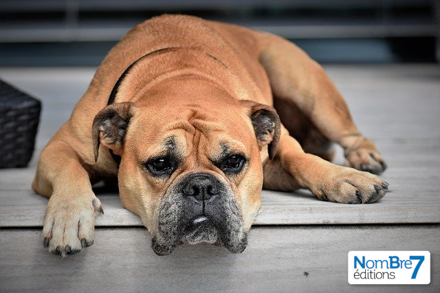 Oyé oyé, autrices et auteurs*