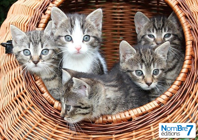 Réseaux sociaux : les bonnes pratiques